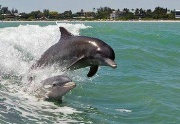 dolphins-in-wave